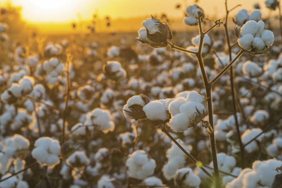 Día Mundial del Algodón: la importancia de utilizar algodón sostenible y  responsable - Seguridad Laboral