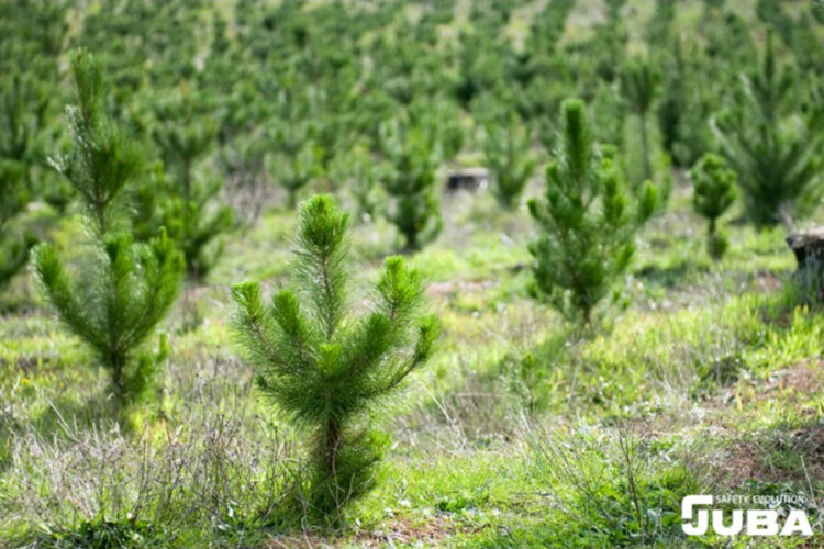 Juba plantación Zamora